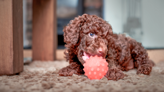 Miniature Poodle puppy lying down on a rug playing with a ball